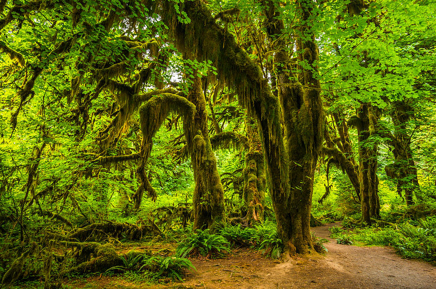 Hoh rain forest #3 Photograph by Asif Islam