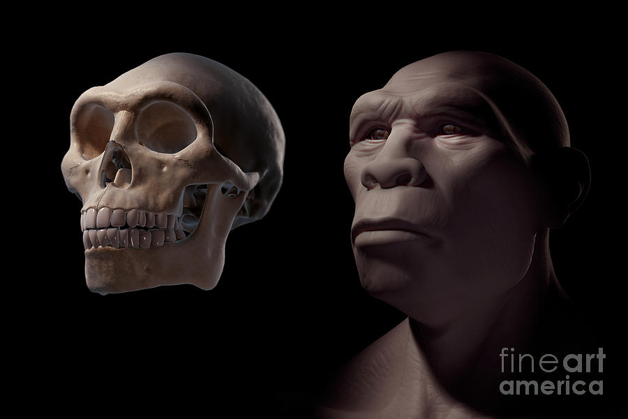 homo erectus skull vs homo sapien skull