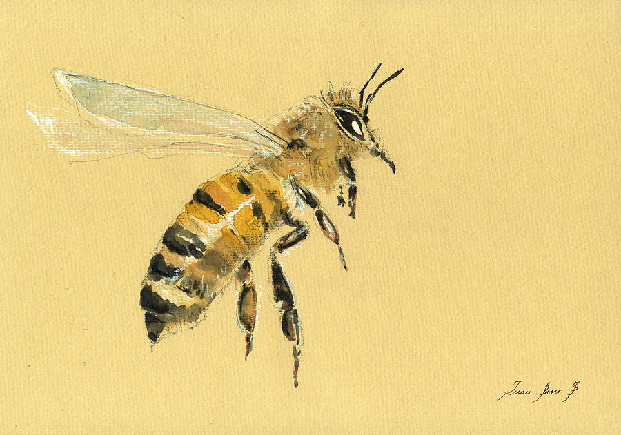 Honey Bee Watercolor Painting - Honey bee watercolor painting #3 by Juan  Bosco