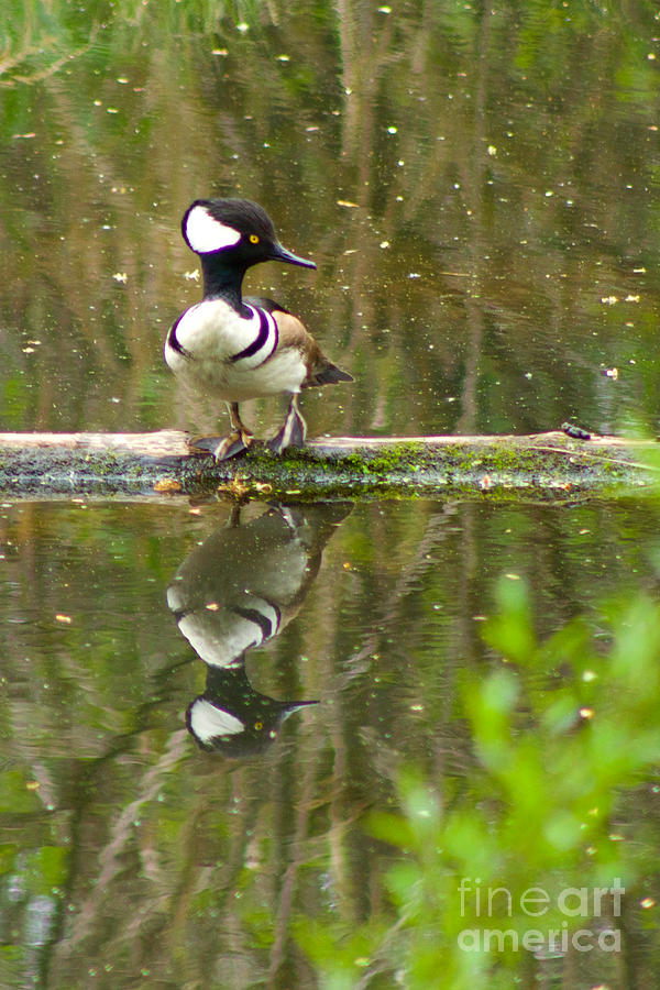 Hooded Merganser #4 Photograph by Sean Griffin