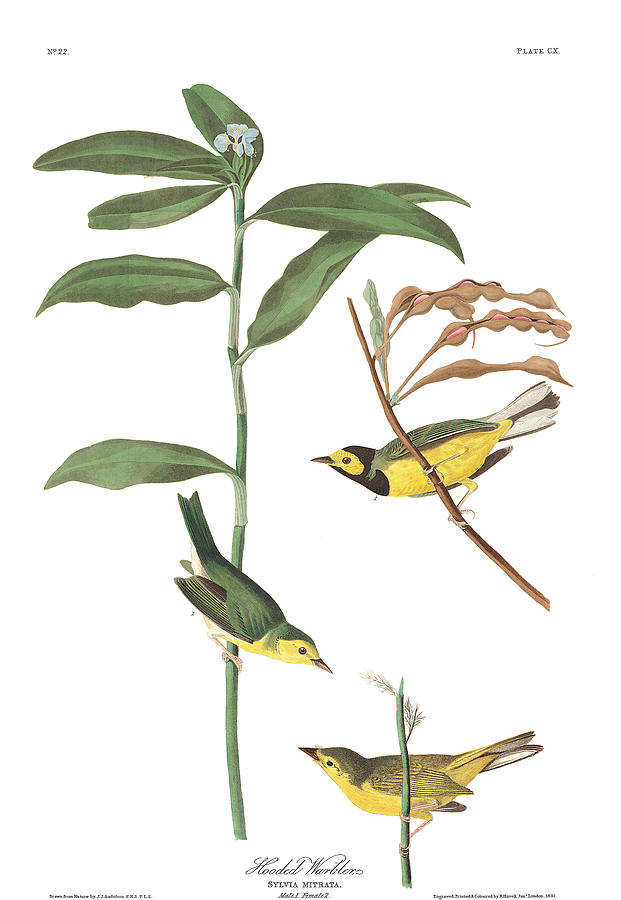 John James Audubon Painting - Hooded Warbler #3 by John James Audubon