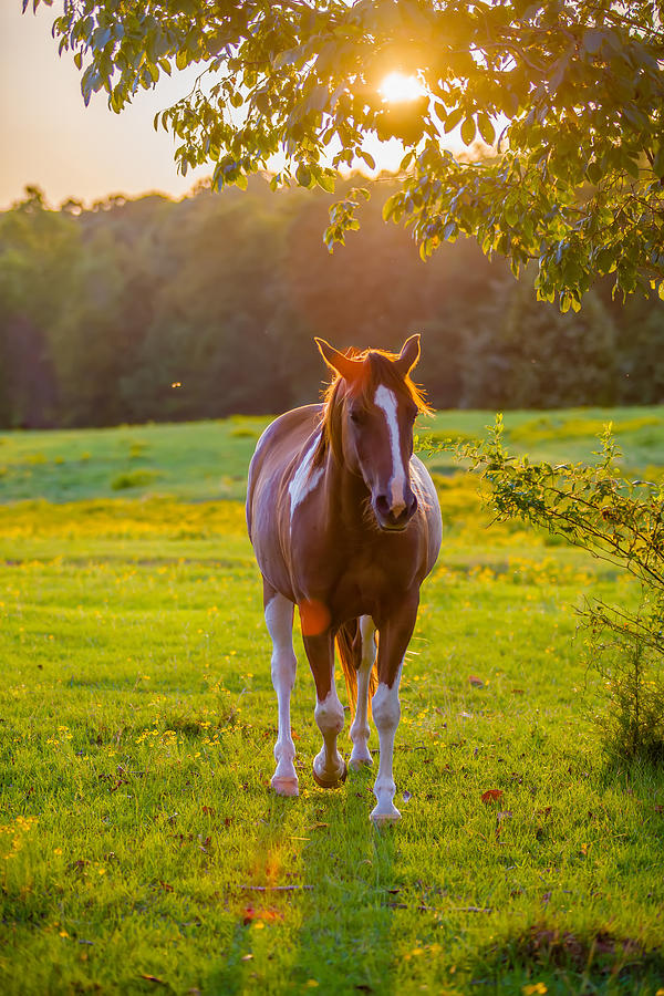Horse Animal Posing On A Farmland At Sunset #3 Photograph by Alex Grichenko