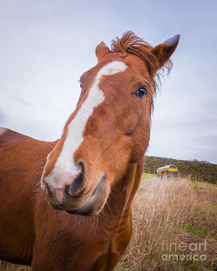 Horse #3 Photograph by Mariusz Talarek