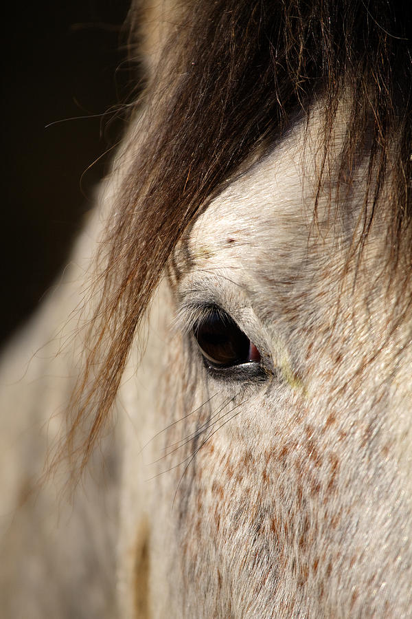 Horse portrait Photograph by Ian Middleton