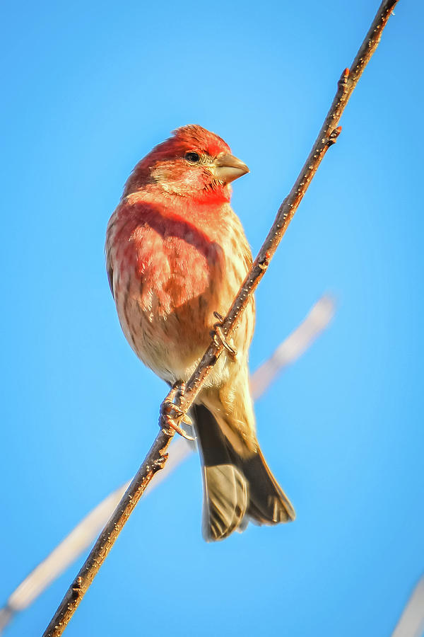 House Finch Tiny Bird Perched On A Tree #3 Photograph by Alex Grichenko