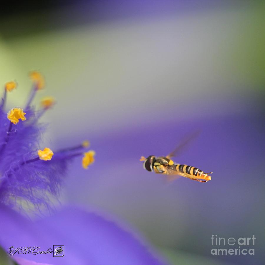 Hoverfly #2 Photograph by J McCombie