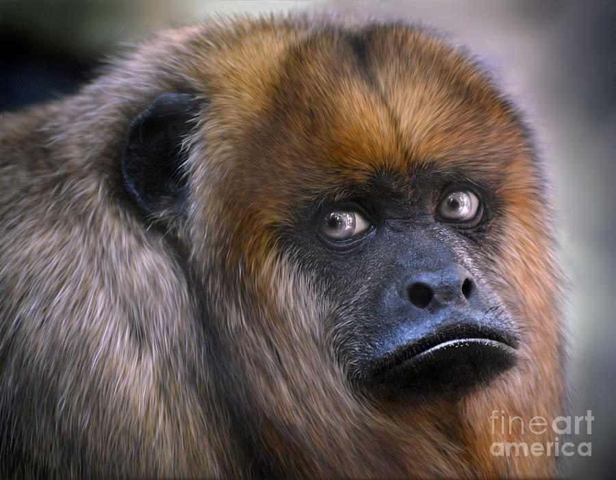 Howler Monkey #1 Photograph by Savannah Gibbs