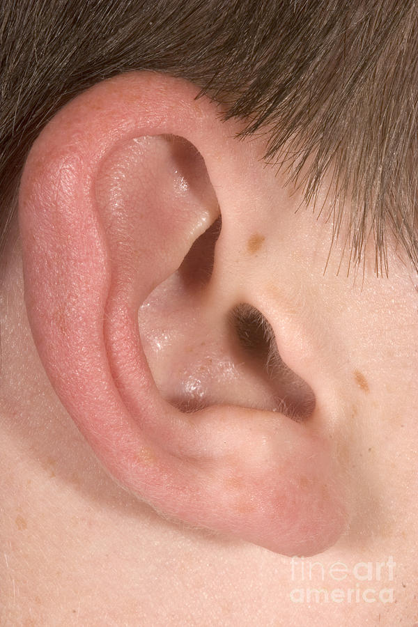 Human Ear #3 Photograph by Ted Kinsman