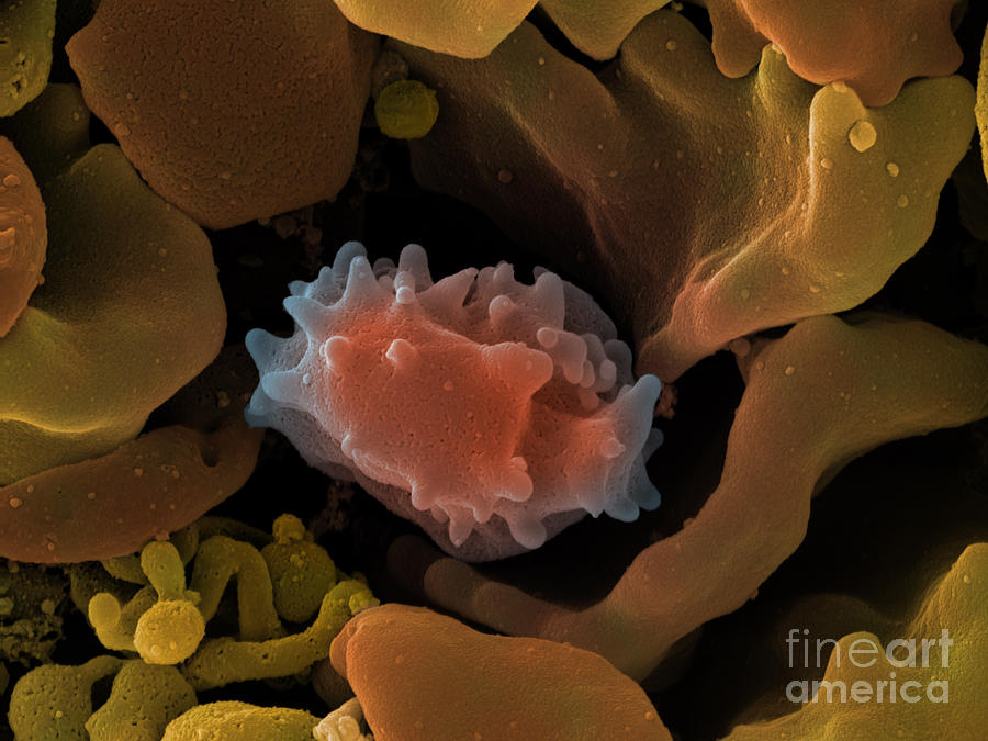 Human Lymphocyte Cell, Sem #3 Photograph by Ted Kinsman