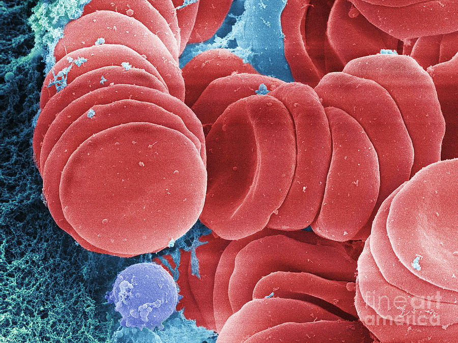 Human Red Blood Cells, Sem #3 Photograph by Ted Kinsman