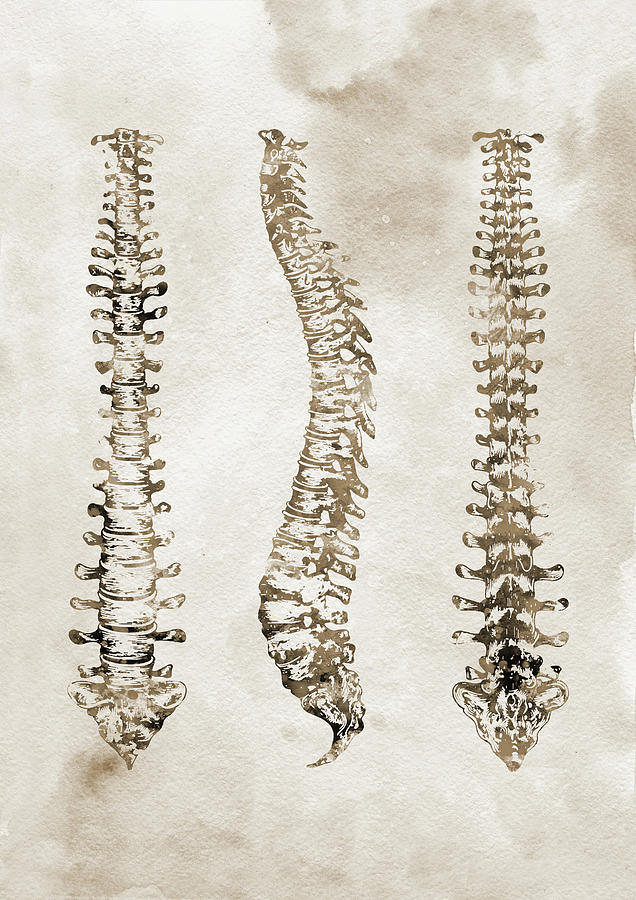 Human Spine Digital Art by Erzebet S - Fine Art America