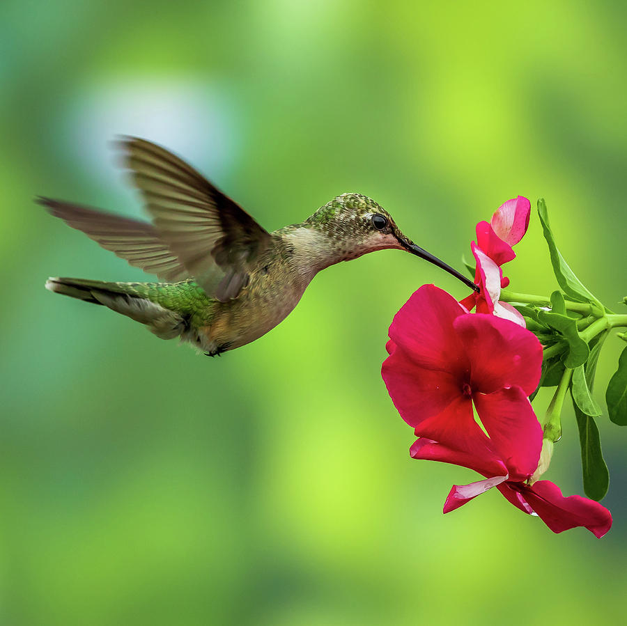 Hummingbird #3 Photograph by Allin Sorenson