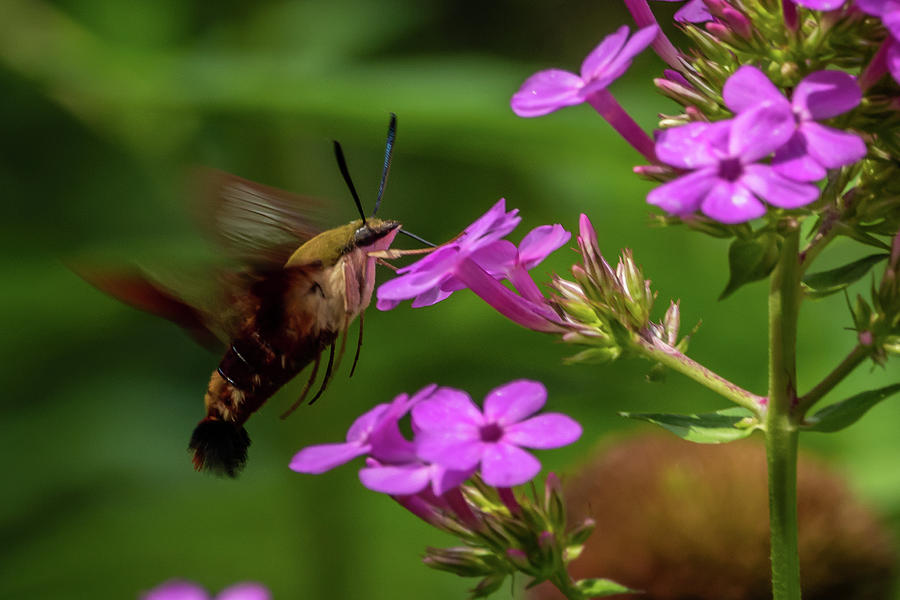 Hummingbird Clearwing Moth  #2 Photograph by Gary E Snyder