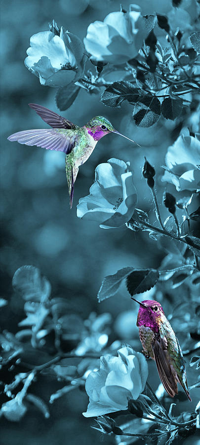 Hummingbird Fantasy #3 Photograph by Leda Robertson