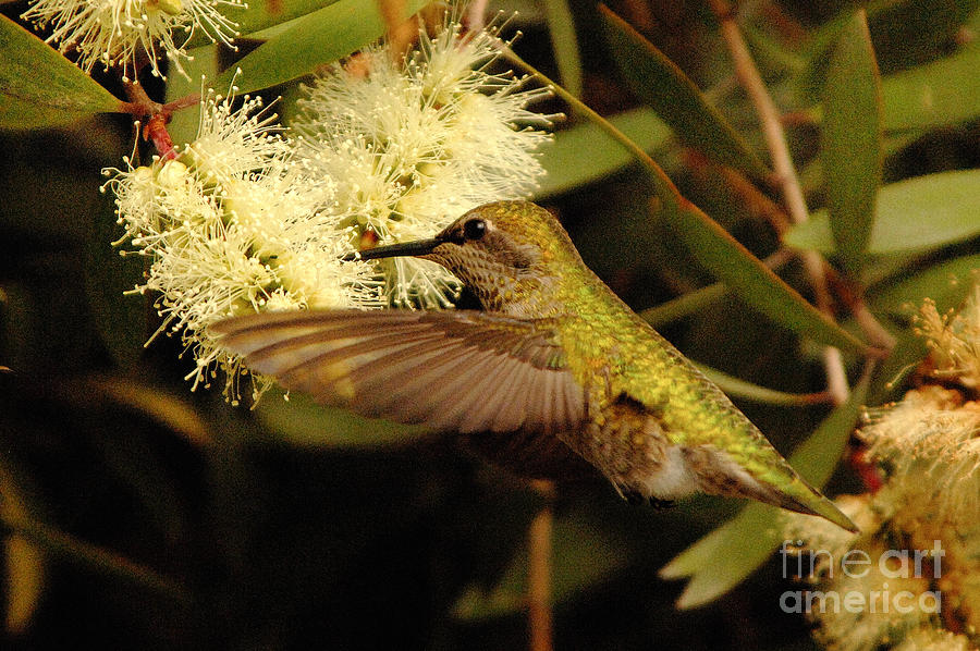 Hummingbird #3 Photograph by Marc Bittan