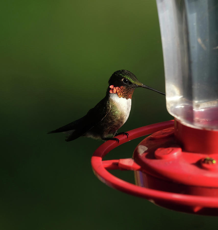 Hummingbird #1 Photograph by Ronda Ryan
