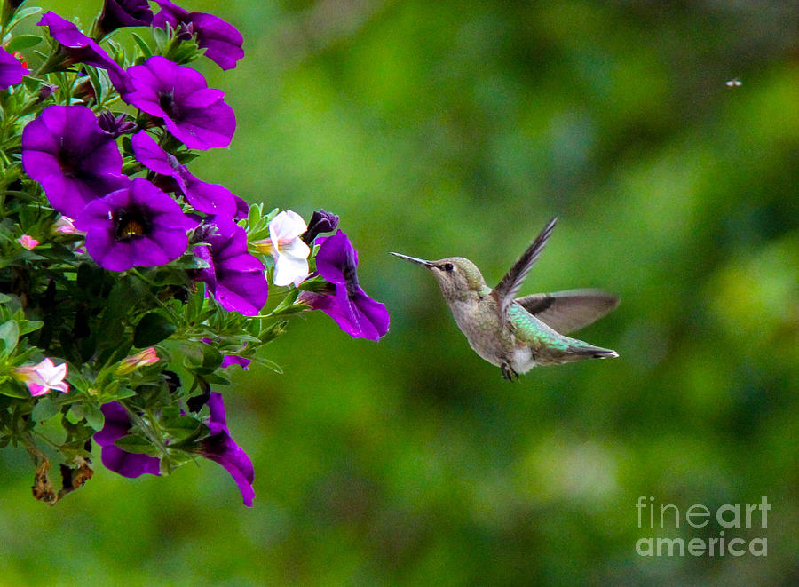 Hummingbird #5 Photograph by SnapHound Photography
