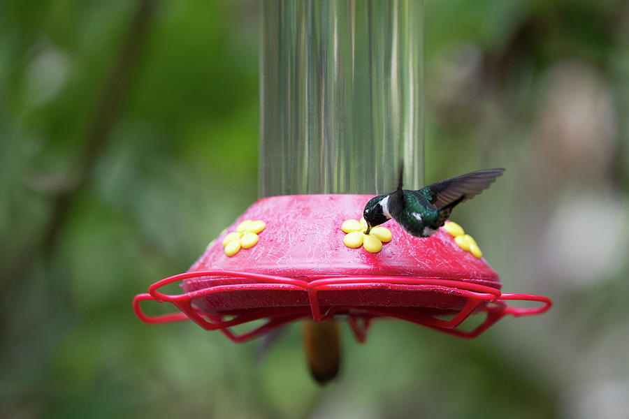 Hummingbirds #3 Digital Art by Carol Ailles