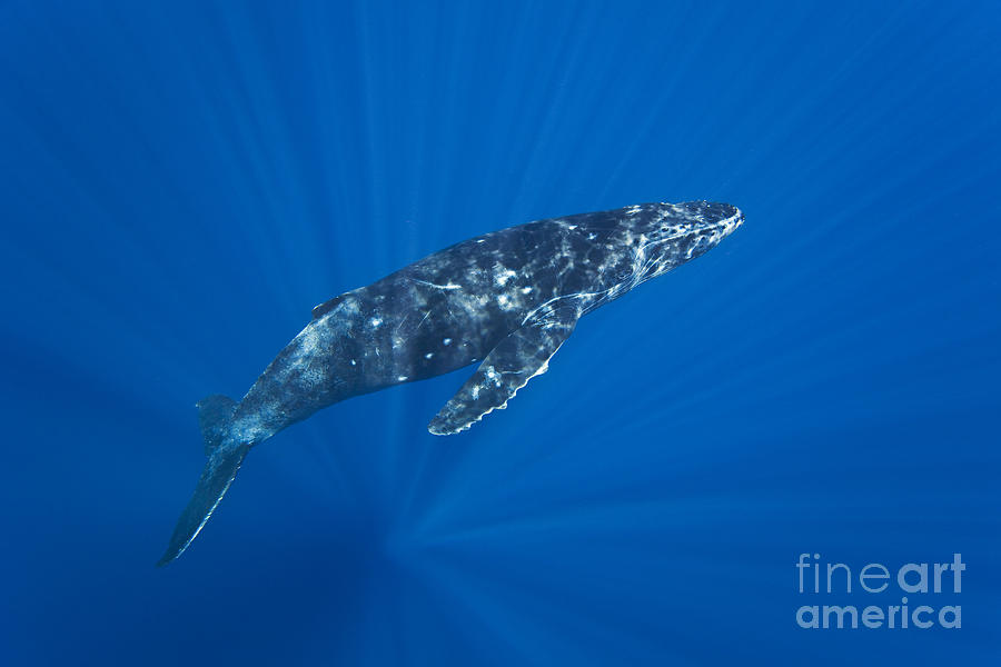Humpback Whale #3 Photograph by Dave Fleetham - Printscapes