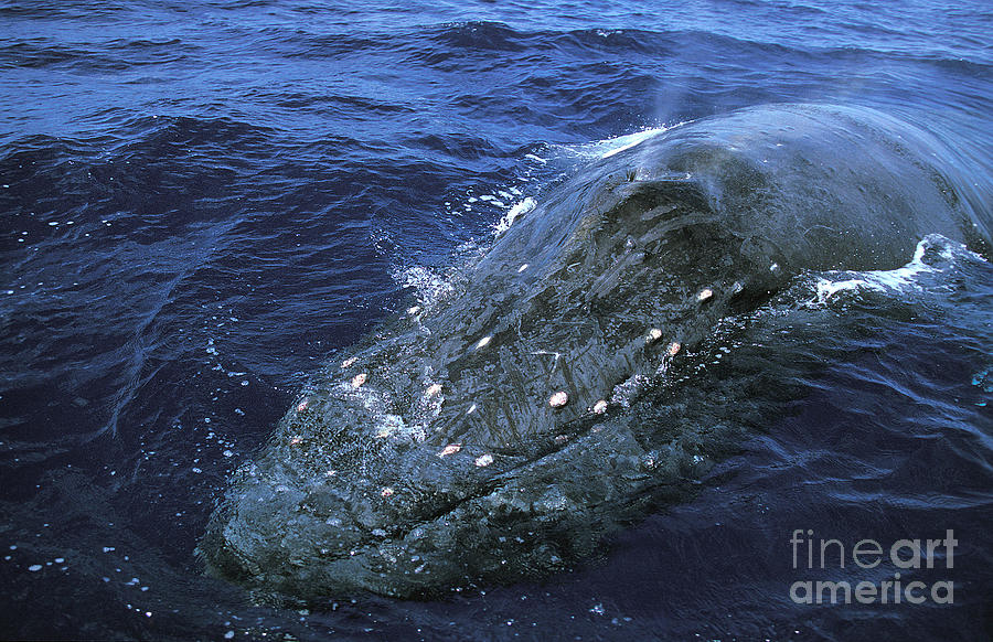 Humpback Whale Megaptera Novaeangliae #3 Photograph by Gerard Lacz
