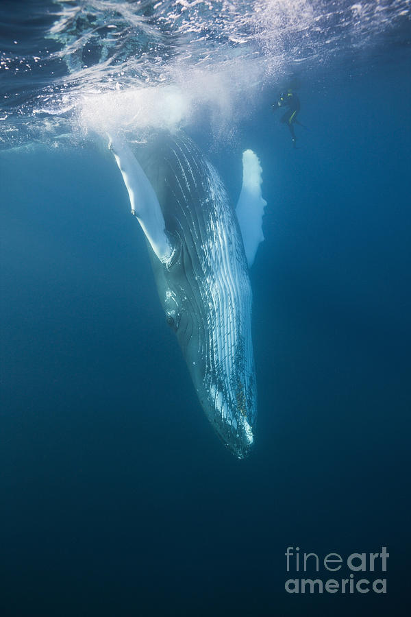 Humpback Whale #3 Photograph by Reinhard Dirscherl