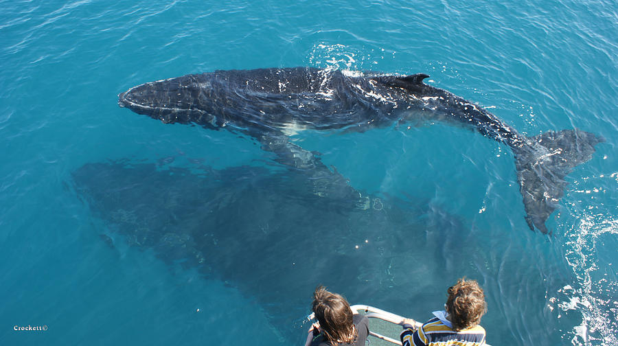 Humpback Whales Mother and Calf image 1 of 1 #3 Photograph by Gary ...