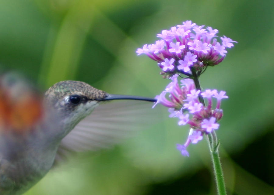 Hungry Hummingbird #3 Photograph by Robert E Alter Reflections of Infinity