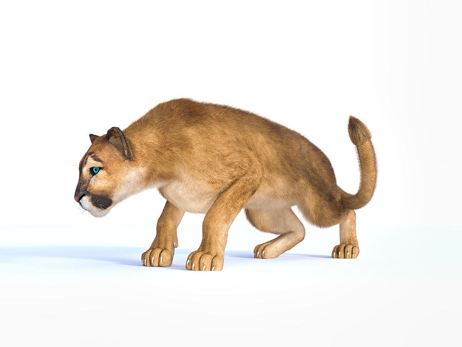 puma art