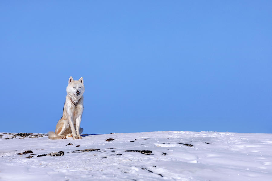 Huskies in Ilulissat, Greenland #3 Photograph by Joana Kruse