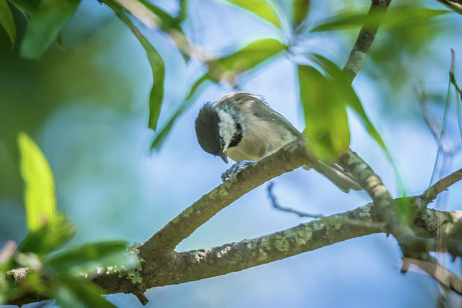 Huthatch bird  nut pecker in the wild on a tree #3 Photograph by Alex Grichenko