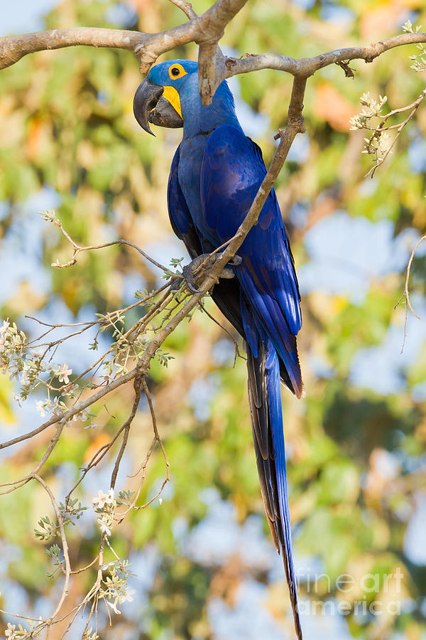 Hyacinth Macaw #3 Photograph by B.G. Thomson