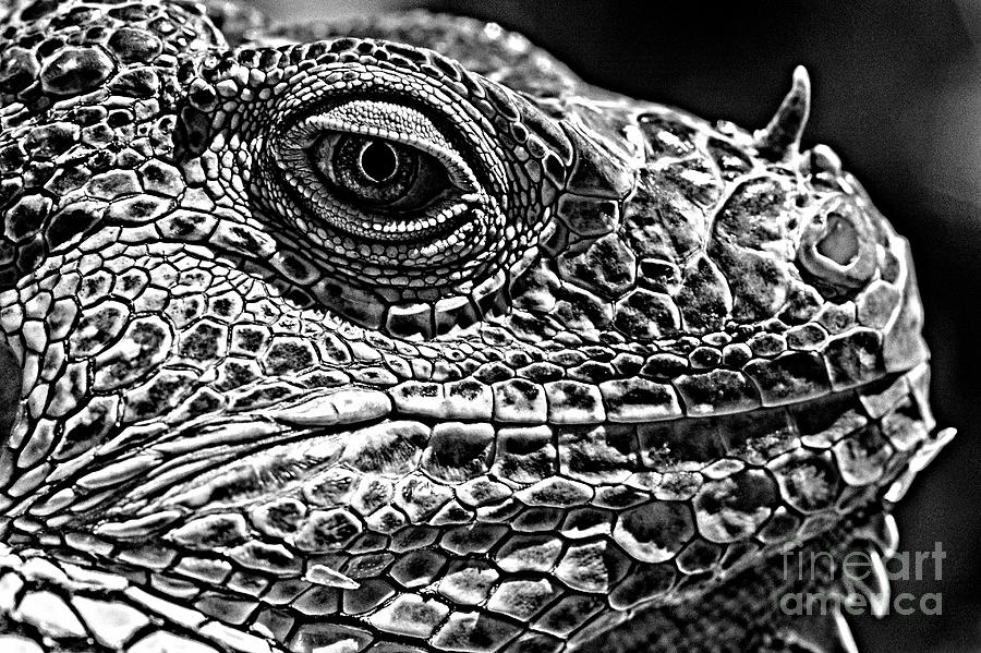 Iguana Lizard #4 Photograph by Jim Corwin