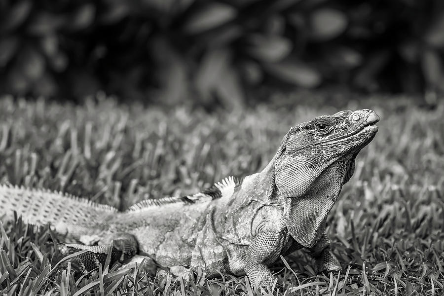 Iguana #3 Photograph by Peter Lakomy