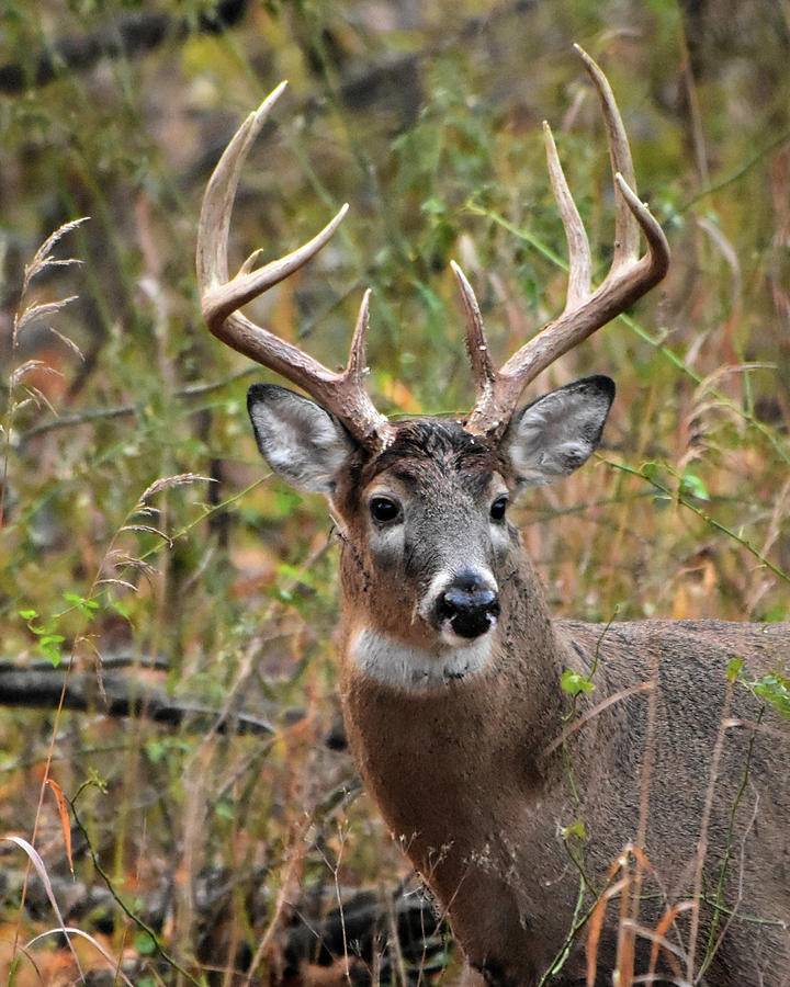 Illinois Buck Photograph by Dwight Eddington - Fine Art America