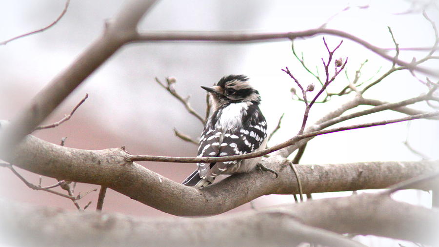 IMG_0001 - Downy Woodpecker #3 Photograph by Travis Truelove