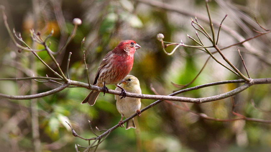 IMG_0001 - House Finch #3 Photograph by Travis Truelove