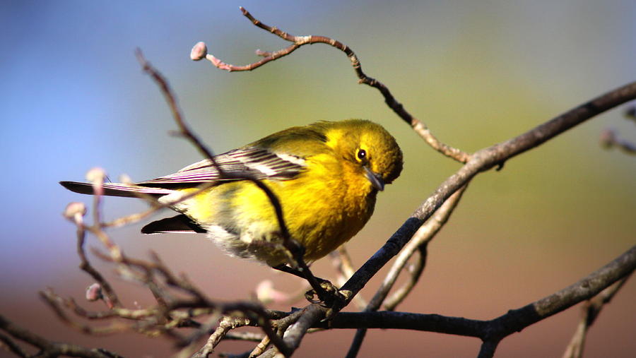 IMG_0001 - Pine Warbler #3 Photograph by Travis Truelove