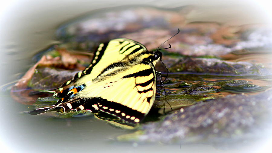 IMG_0001 -  Tiger Swallowtail Butterfly #3 Photograph by Travis Truelove