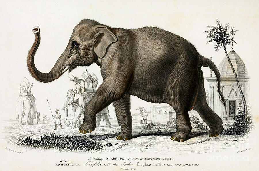 Indian Elephant, Endangered Species Photograph by Biodiversity Heritage  Library - Pixels