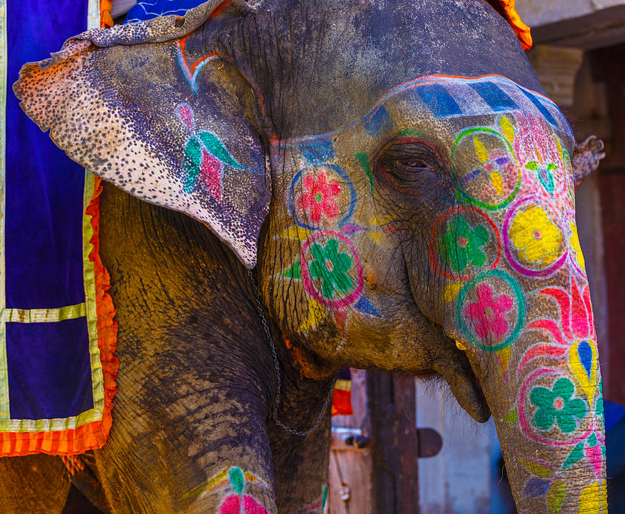 Indian Holi Elephant Photograph by Roberto Adrian | Fine Art America