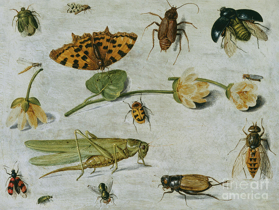 Insects Painting by Jan Van Kessel