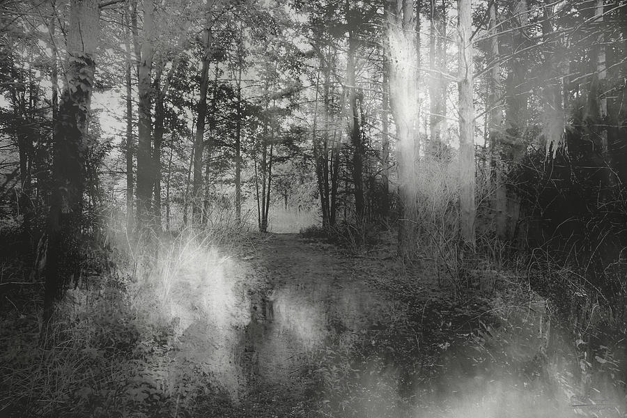 Black And White Photograph - Into The Woods #4 by Theresa Campbell