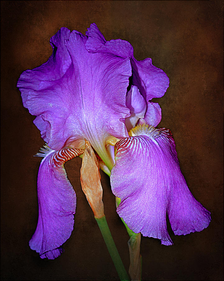 Iris Photograph