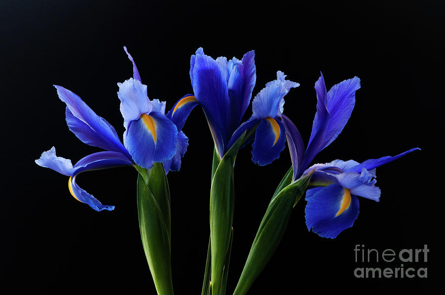 3 Iris by David R Mann 3 Iris by David R Mann