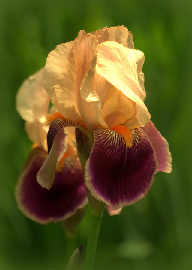 Iris Flower #3 Photograph by Nathan Abbott
