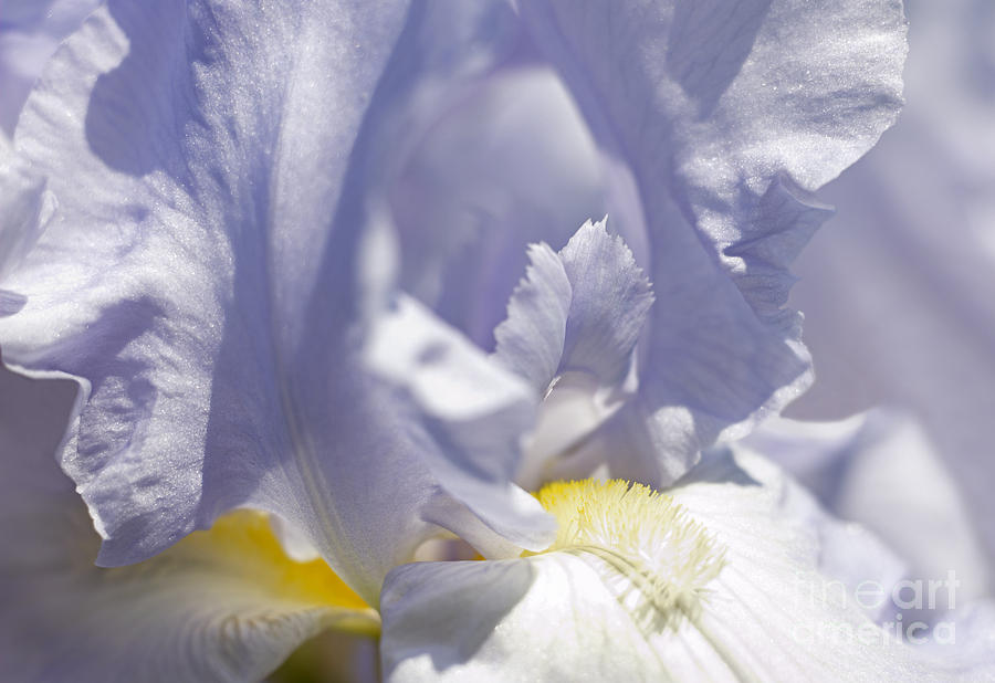 Iris Flowers #4 Photograph by Tony Cordoza