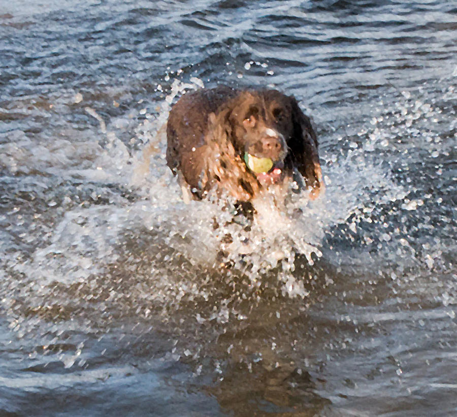 Irish Springer -Hunting Dogs Photograph by Dave Byrne | Fine Art America