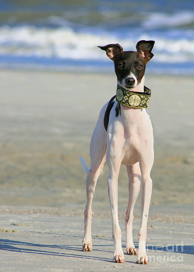 Italian Greyhound on the Beach #4 Photograph by Angela Rath