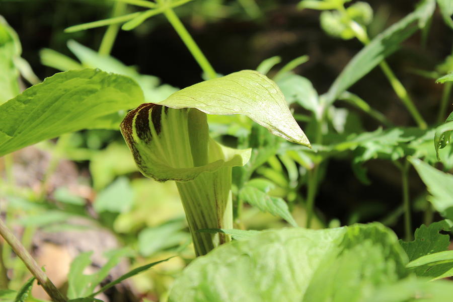 Jack-in-the-pulpit Photograph