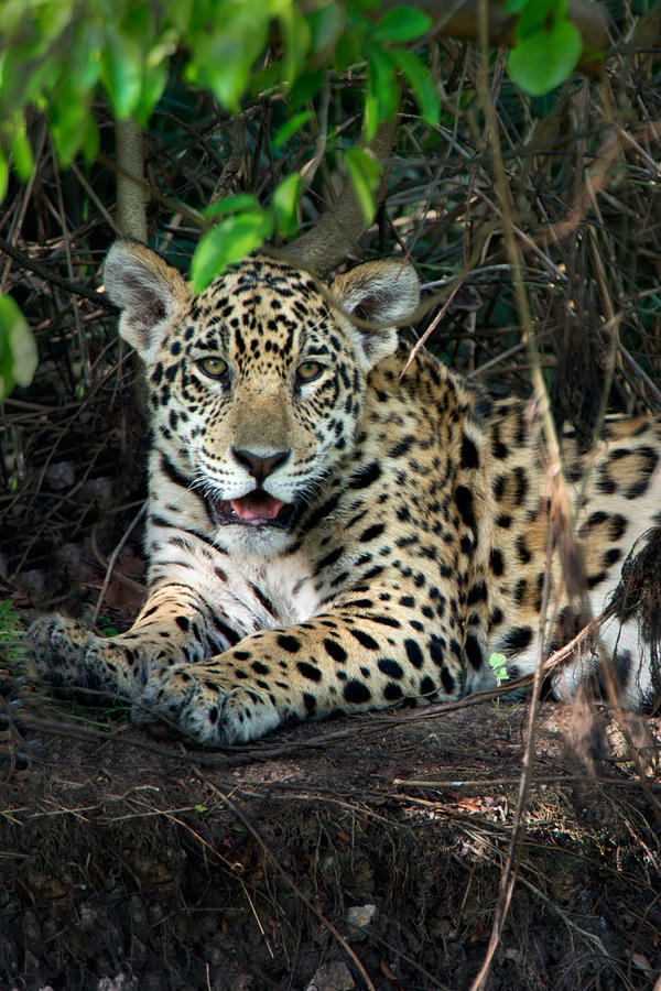 Jaguar Panthera Onca, Pantanal Photograph by Panoramic Images - Fine ...